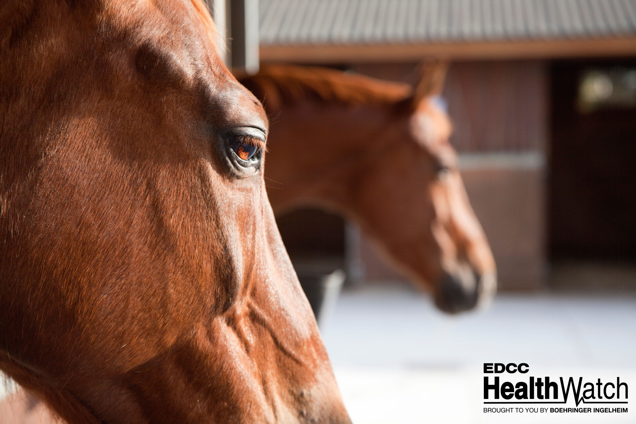 Florida mare tests positive for strangles